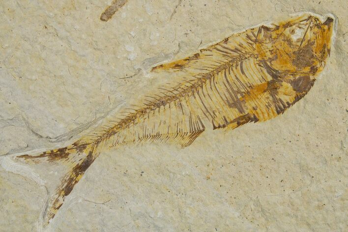 Detailed Fossil Fish (Diplomystus) - Wyoming #333991